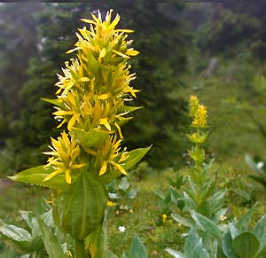 Gentiane jaune (Gentiana lutea)