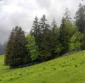 Le bosquet de la glacière de ST-Livres