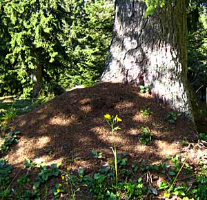 Fourmilière sous les arbres