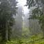 La brume pénètre dans la forêt