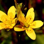 La saxifrage bouc