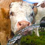 Consommation d'eau d'une vache