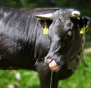 Vache herens croisée valaisanne