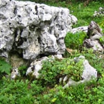 Végétation sur roche calcique